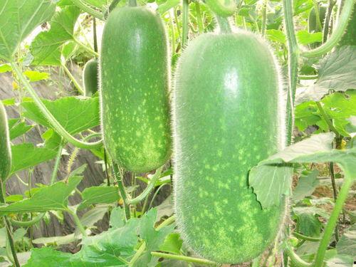 大瓜爆料视频敦化,真相背后引人深思  第1张